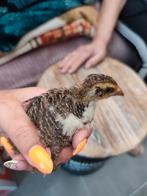 Kwartels, Dieren en Toebehoren