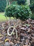 BUXUS bonsai boompje, Tuin en Terras, Planten | Tuinplanten, Ophalen