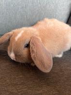 Nederlandse hangoor (vrouwtje), Dieren en Toebehoren, Konijnen, Vrouwelijk, Middelgroot, Hangoor, 0 tot 2 jaar