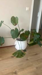 Monsteraplant vingerplant t.e.a.b., Maison & Meubles, Plantes d'intérieur, Enlèvement