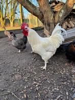 Poule de Bresse Haan van 2025, zeer tam, Dieren en Toebehoren, Mannelijk, Kip