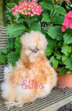 Broedeieren usa zijdehoenders kans op krulveer zijdehoen, Dieren en Toebehoren, Kip