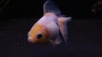 Grote witte fancy goldfish, Dieren en Toebehoren, Vis