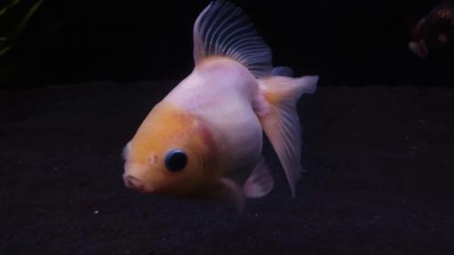 Grote witte fancy goldfish, Dieren en Toebehoren, Vissen | Aquariumvissen, Vis