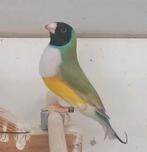 Mannelijke Diamant de Goulds Kaneelblauwe drager, Dieren en Toebehoren, Vogels | Overige Vogels, Mannelijk