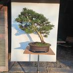 Bonsai Juniperus sabina, Enlèvement, En pot