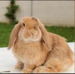 Lapins bélier nains hollandais, Animaux & Accessoires, Femelle, Nain, Oreilles tombantes, 3 à 5 ans