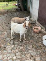 Geit ram te koop, Dieren en Toebehoren, Schapen, Geiten en Varkens, Mannelijk, Geit, 3 tot 5 jaar