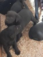 Labrador retriever pups zwart/ bruin, Meerdere, 8 tot 15 weken, Meerdere dieren, België