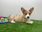 Nestje Welsh Corgi pups