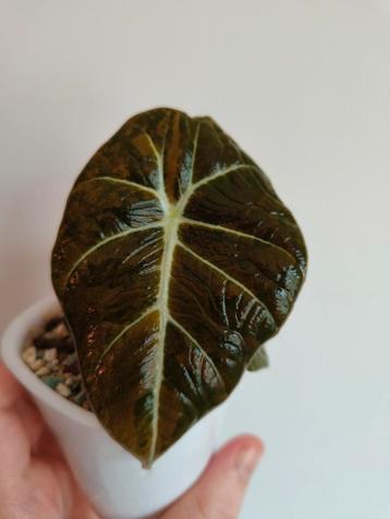 Black Velvet Gold Variegata  beschikbaar voor biedingen