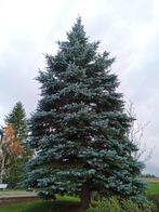 Grote kerstboom, Ophalen, Nieuw