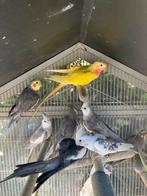 HALF TAMME WITKOP VALKPARKIETEN VANAF 60 EURO/VOGEL, Dieren en Toebehoren, Vogels | Parkieten en Papegaaien, Meerdere dieren, Parkiet