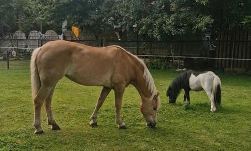 shetlander hengstje, Dieren en Toebehoren, Paarden en Pony's | Dekhengsten en Fokmerries, Hengst