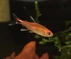 Hobbyaquarium  Axelrodia Riesei - Ruby Tetra, Dieren en Toebehoren, Vissen | Aquariumvissen