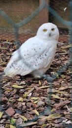 Sneeuwuil, Mâle, Oiseau de proie, Bagué