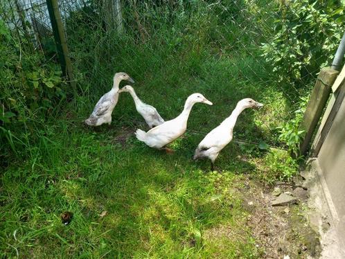 Indische loopeenden ideaal muizen en slakken verdelgers, Animaux & Accessoires, Volatiles