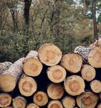 Vers gezaagd brandhout - mast, 6 m³ ou plus, Enlèvement, Autres essences de bois, Troncs d'arbres