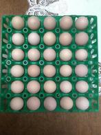 Broedeieren Kriel Wyandotte, kleur Colombia, Dieren en Toebehoren, Pluimvee, Kip