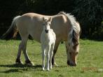 Animaux Pouliche fjord classe "A" de mai 2025 par Marylin, Boeken, Dieren en Huisdieren, Ophalen, Fjording Belge, Nieuw, Paarden of Pony's
