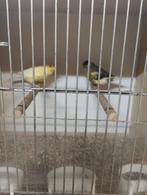 Koppel kanaries zie omschrijving, Dieren en Toebehoren, Meerdere dieren, Kleurkanarie