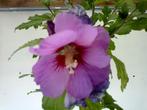 Hibiscus Syriacus, Tuin en Terras, Ophalen, Vaste plant