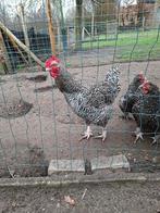 jonge mechelse koekoek kweekhaan, Dieren en Toebehoren, Mannelijk, Kip