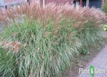 Gratis planten Prachtriet (Miscanthus Sinensis 'Gracillimus) beschikbaar voor biedingen
