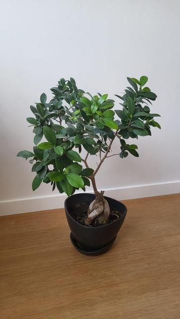 Bonsai in pot kamerplant beschikbaar voor biedingen