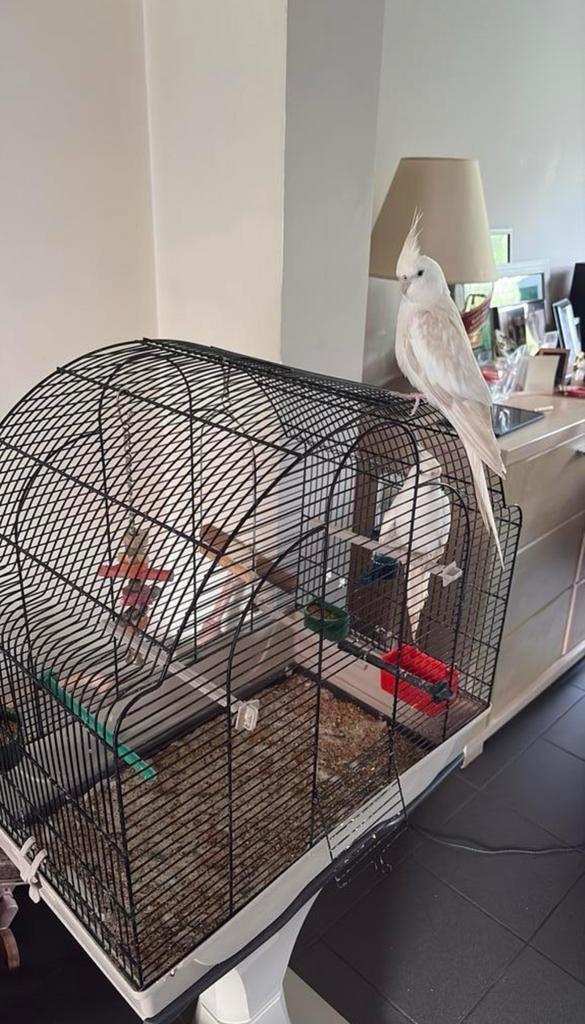 Vogels, Dieren en Toebehoren, Vogels | Hokken en Kooien, Zo goed als nieuw, Ophalen