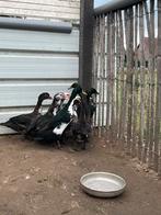 Barberie eenden, Dieren en Toebehoren, Pluimvee, Eend
