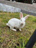 Jonge konijnen man en vrouw, Dieren en Toebehoren, Konijnen, Meerdere dieren, Klein, 0 tot 2 jaar