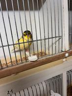 Gloster kanaries, Dieren en Toebehoren, Geringd