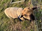 Hampshire down ram te koop, Dieren en Toebehoren, Mei, Mannelijk