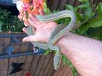 Morelia spilota granite zebra (tapijtpython), Dieren en Toebehoren, Reptielen en Amfibieën