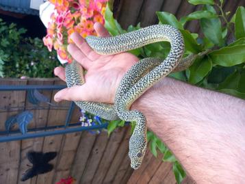 Morelia spilota granite zebra (tapijtpython) beschikbaar voor biedingen