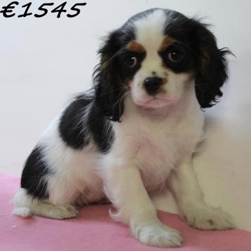 Cavalier King Charles - chiots à vendre, 15 semaines à 1 an, Parvovirose, Autres races, Plusieurs animaux