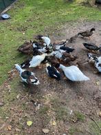 Barberie eenden, Dieren en Toebehoren