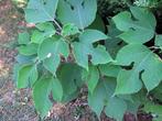 broussonetia papyrifera, Tuin en Terras, Lente, Dakboom, Volle zon, 400 cm of meer