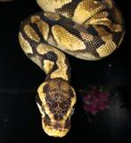 1.1 Regius Pythons volwassenen, Dieren en Toebehoren, Reptielen en Amfibieën, Slang, 7 tot 10 jaar