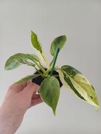 Philodendron Jose Buono variegata, Huis en Inrichting, Ophalen of Verzenden