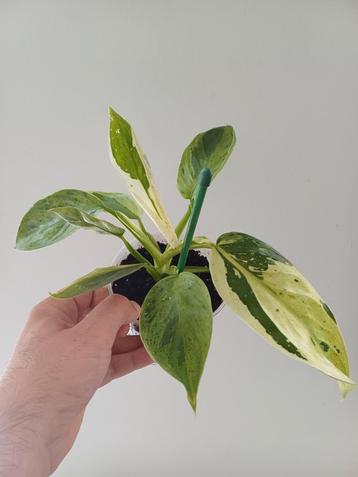 Philodendron Jose Buono variegata  beschikbaar voor biedingen