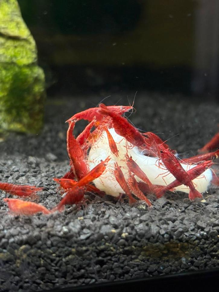 Neocaridina rood, Dieren en Toebehoren, Vissen | Aquariumvissen, Zoetwatervis, Kreeft, Krab of Garnaal, Schoolvis