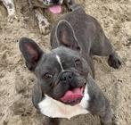 Franse bulldog teefjes, Dieren en Toebehoren, Honden | Bulldogs, Pinschers en Molossers, CDV (hondenziekte), Meerdere, 3 tot 5 jaar