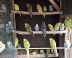 Perruche anglaise, Dieren en Toebehoren, Vogels | Parkieten en Papegaaien, Meerdere dieren, Parkiet