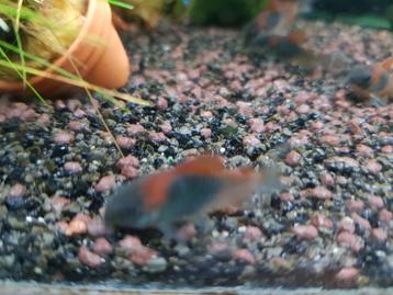 Hobbyaquarium Corydoras Orange Venezuela beschikbaar voor biedingen