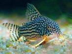 corydoras sterbai, Dieren en Toebehoren, Vissen | Aquariumvissen