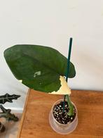 Syngonium Chiapense Variegata, Huis en Inrichting, Kamerplanten, Ophalen of Verzenden