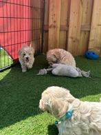 Prachtige mini maltipoo pups (mini maltezer x toy poedel), Dieren en Toebehoren, Honden | Chihuahua's en Gezelschapshonden, België