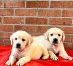 Golden retriever Chiots, Dieren en Toebehoren, Honden | Retrievers, Spaniëls en Waterhonden, Golden retriever, België, Particulier